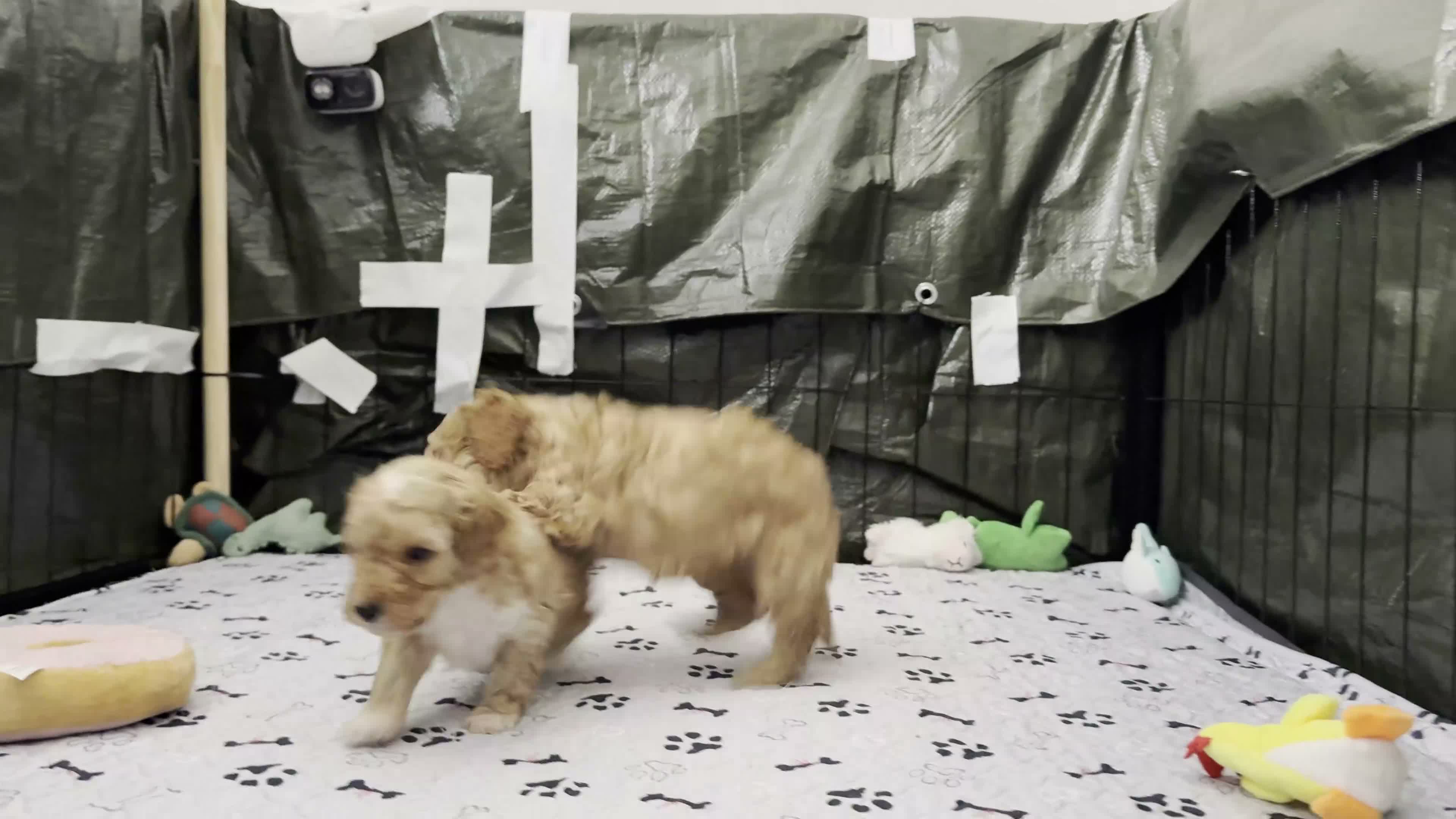 Cockapoo dogs for sale: Toy Poodle x Cockerpoo Puppies - Video 3