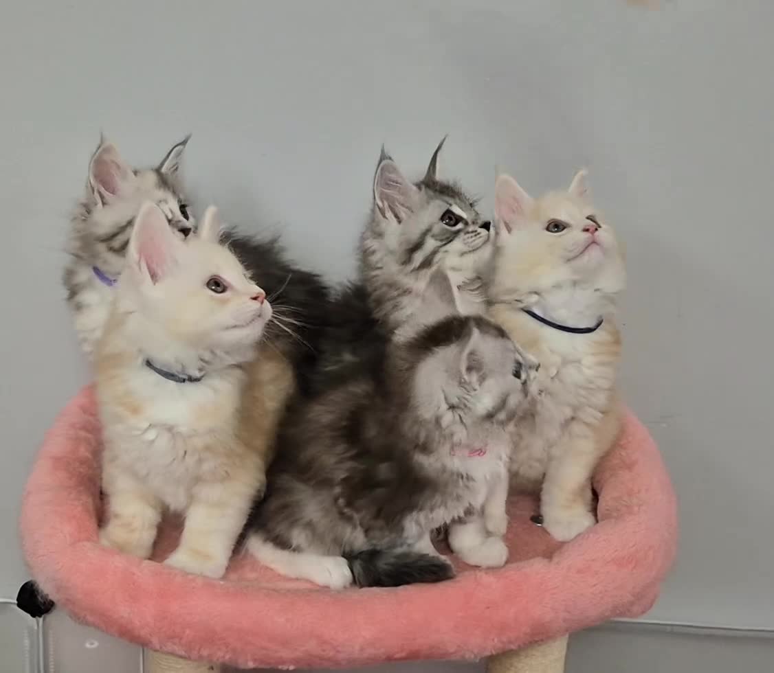 Maine Coon cats for sale: GCCF Pedigree Rare Red Shaded Silver Maine Coons - Video 3