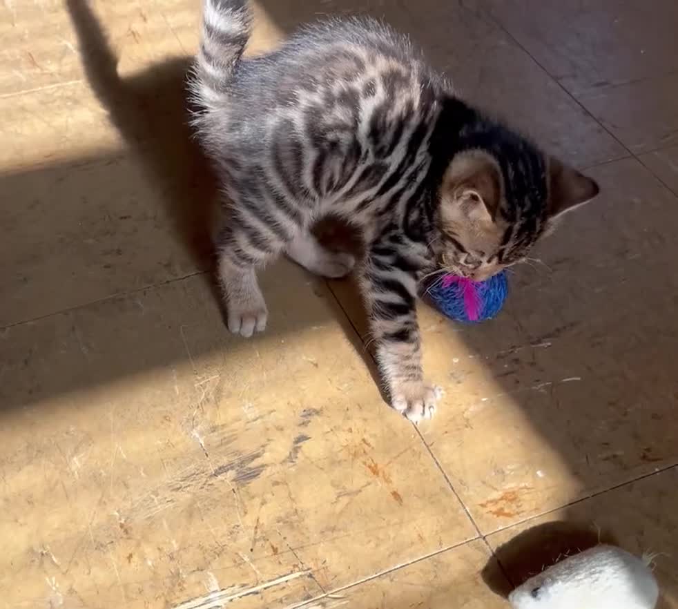 Bengal cats for sale: Stunning Charcoal Boy Kitten - Video 1