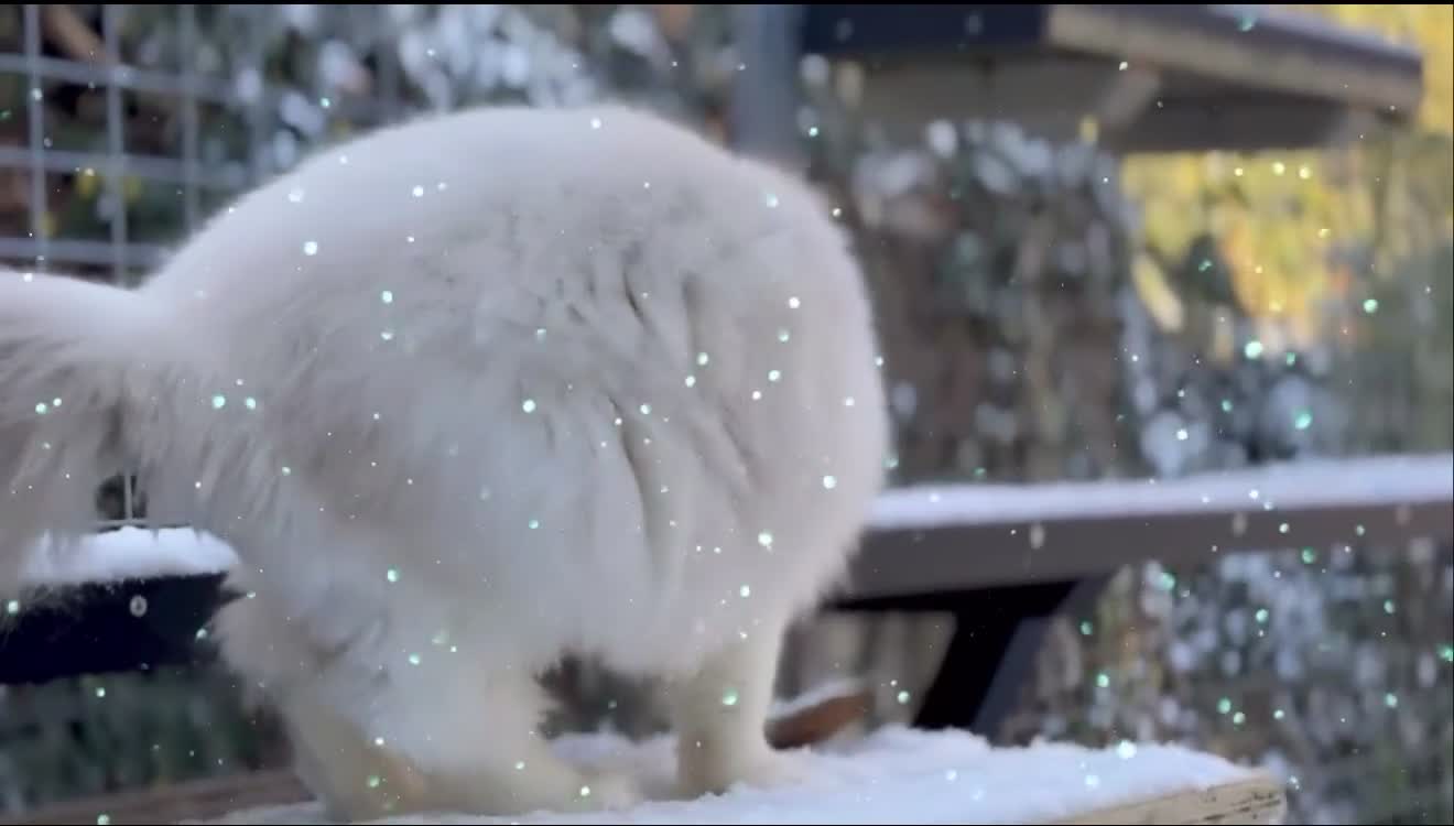 Ragdoll cats for sale: Pet spayed/neutered kittens  - Video 4