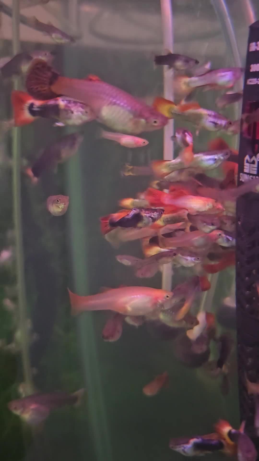 Cichlids fish for sale: Mixed Guppies  - Video 2