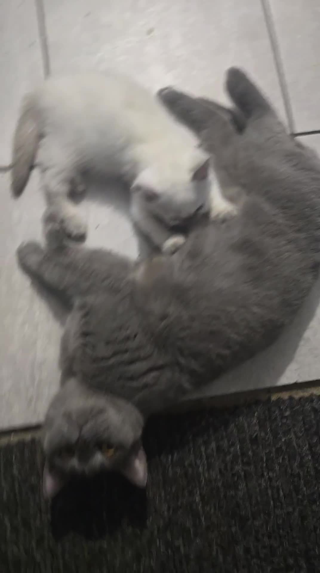 British Shorthair cats for sale: THREE MALE BRITISH SHORTHAIR KITTENS FOR SALE - Video 1