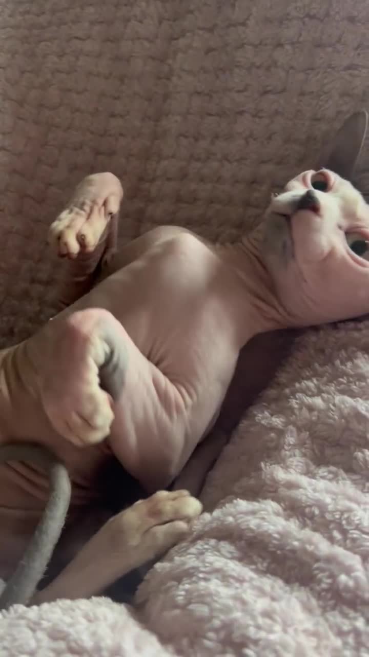 Sphynx cats for sale: Piggy & Cruella 3 year old bonded Sphynx cats  in Chesterfield - Video 1