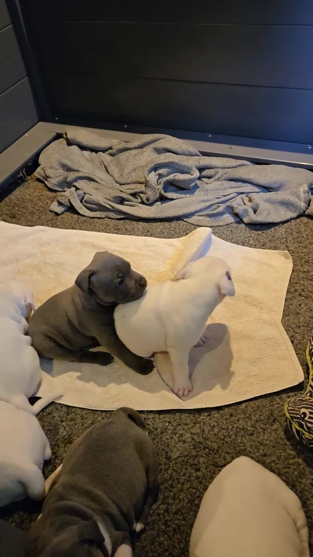 Staffordshire Bull Terrier dogs for sale: VERY RARE WHITE BLUE PIED & BLUE/WHITE SBT'S - Video 2