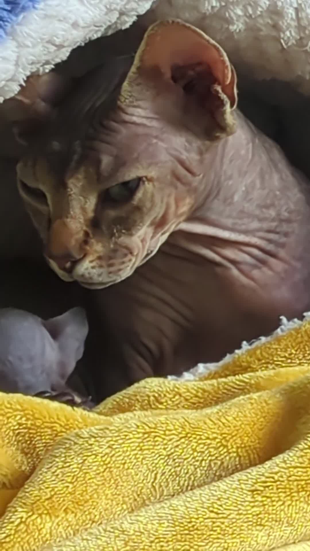 Sphynx cats for sale: For sale two adorable sphynx kittens,  - Video 1