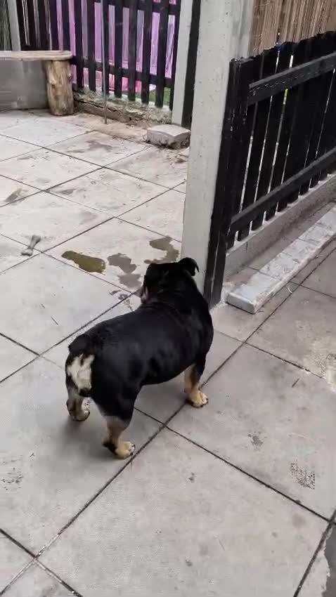 Mixed Breed dogs for sale: Nebbr registered male pup 9 months old - Video 1