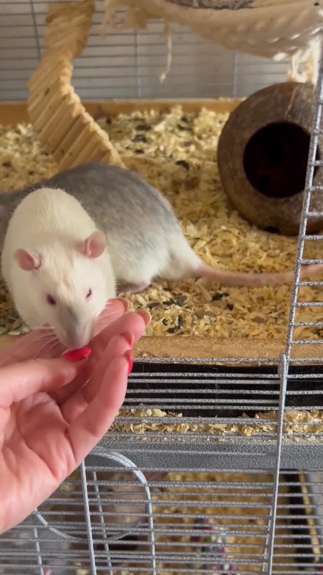Rat rodents for sale: 4x rats and cage looking for rehoming read ad - Video 1