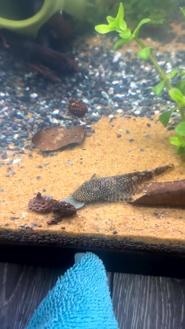 Plecos fish for sale: Bristlenose pleco male in Havant - Video 1