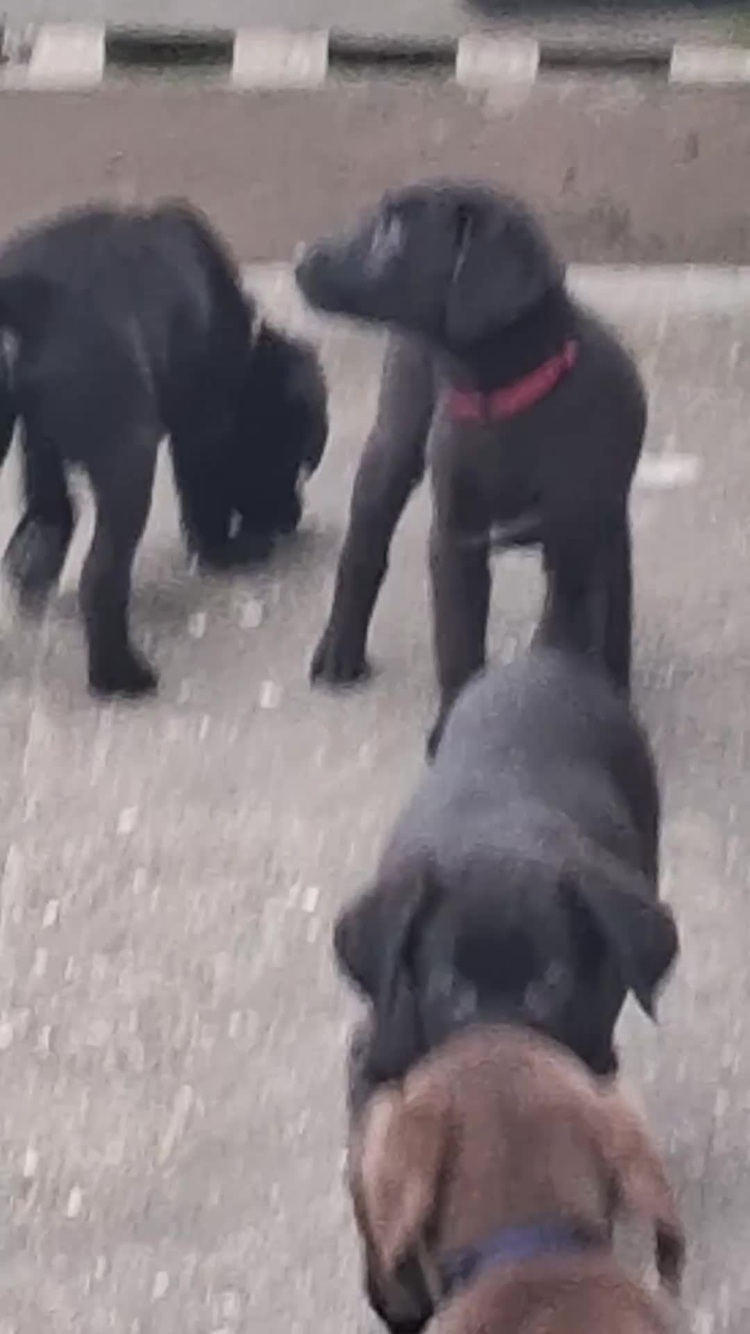 Labrador Retriever dogs for sale: Happy healthy pure bred Labrador pups for sale - Video 1