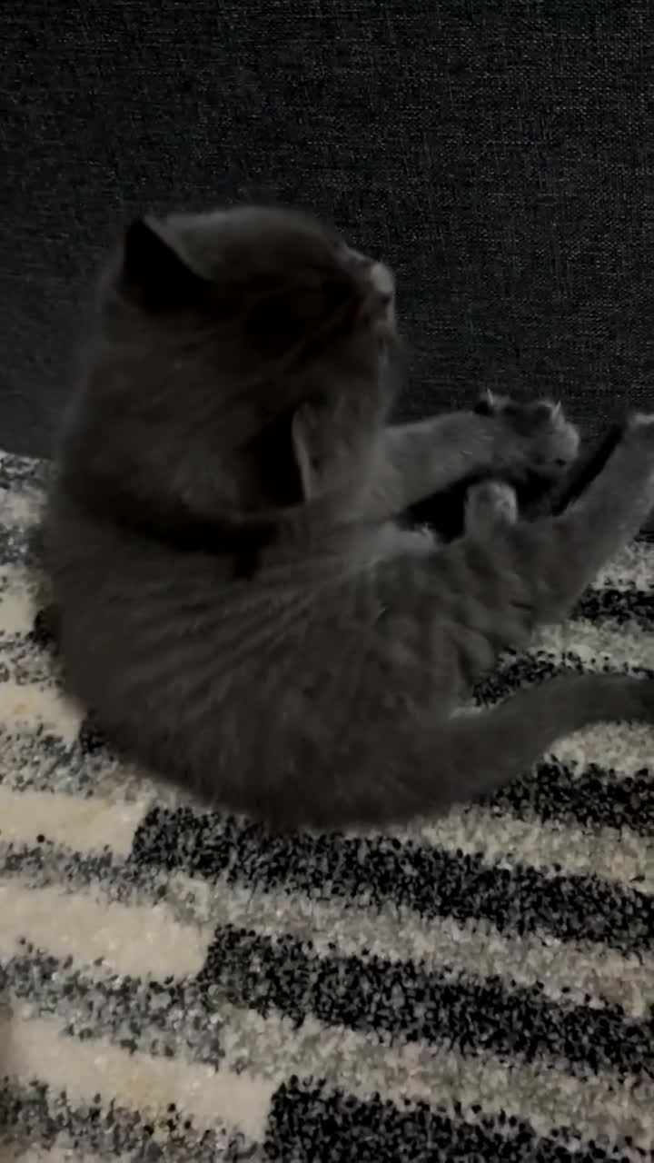 British Shorthair cats for sale: 2 british shorthair and ragdoll mix for sale!  - Video 1