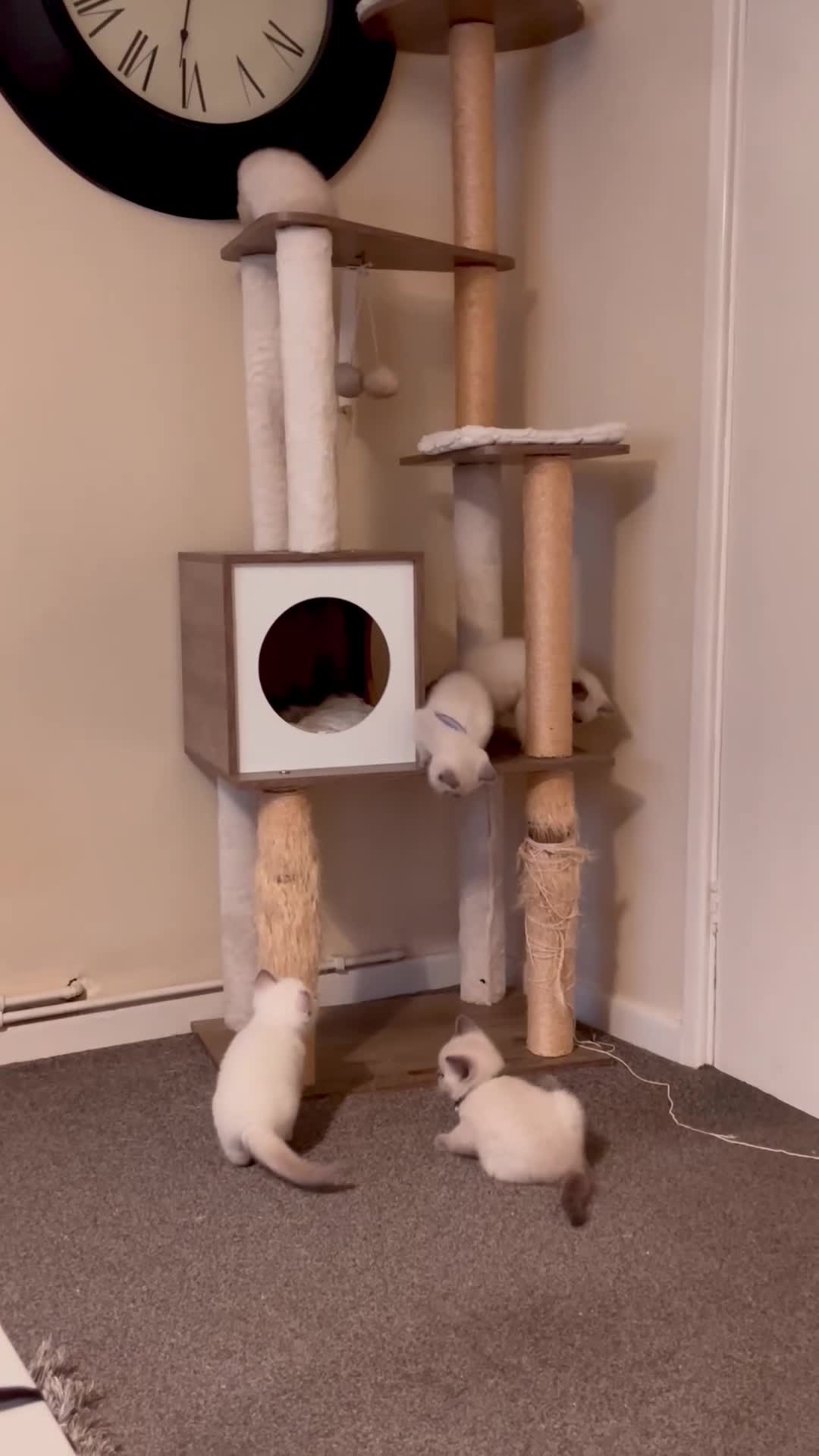 British Shorthair cats for sale: 💙 GCCF Blue Colourpoint BSH Kittens - Video 3