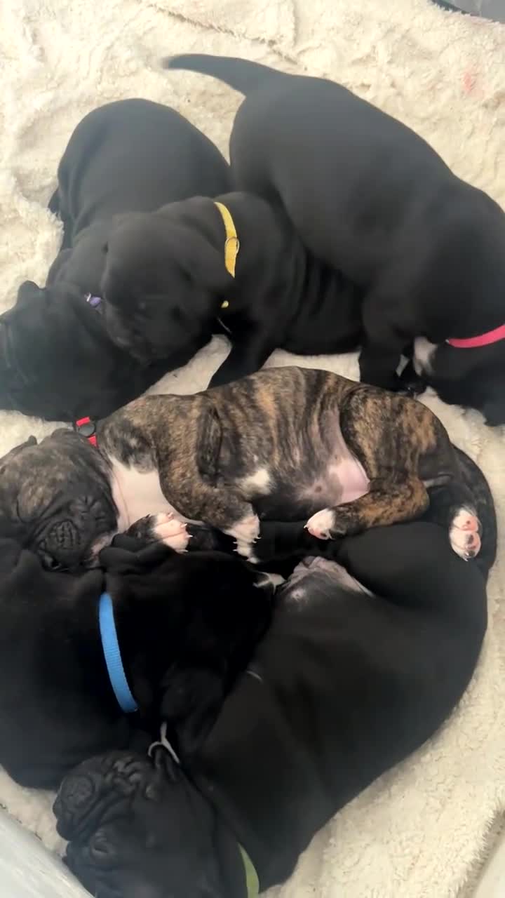 Mixed Breed dogs for sale: Adorable American Bulldog x Cane Corso puppies 🐾 - Video 2