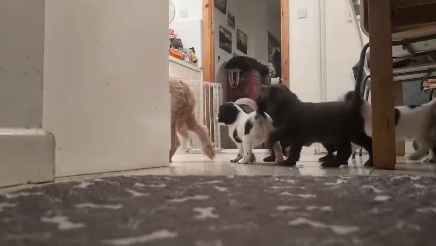 Cockapoo dogs for sale: Cockapoo F2b Pups – Ready for Their Forever Homes - Video 1