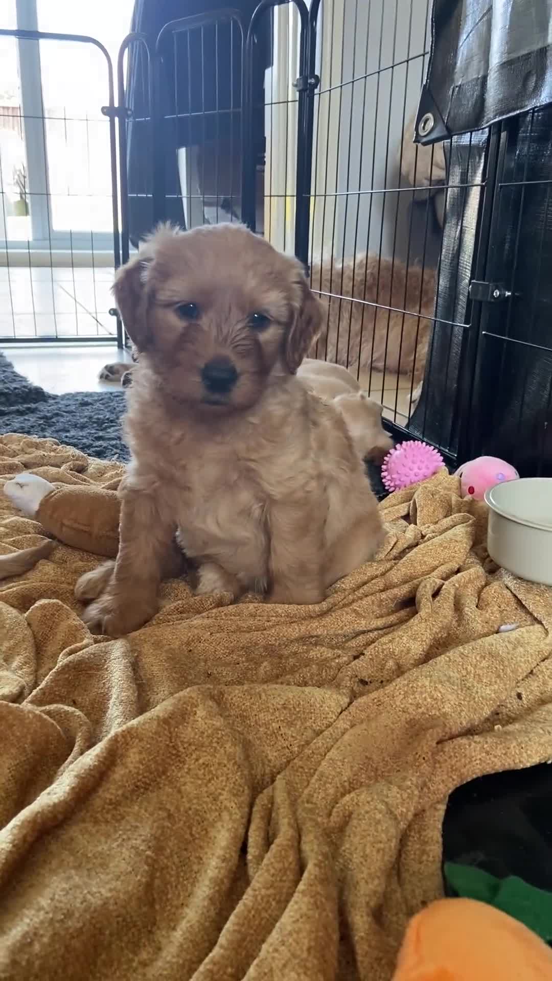 Labradoodle dogs for sale: School Dog Rare Multigen F3 Labradoodles - Video 1