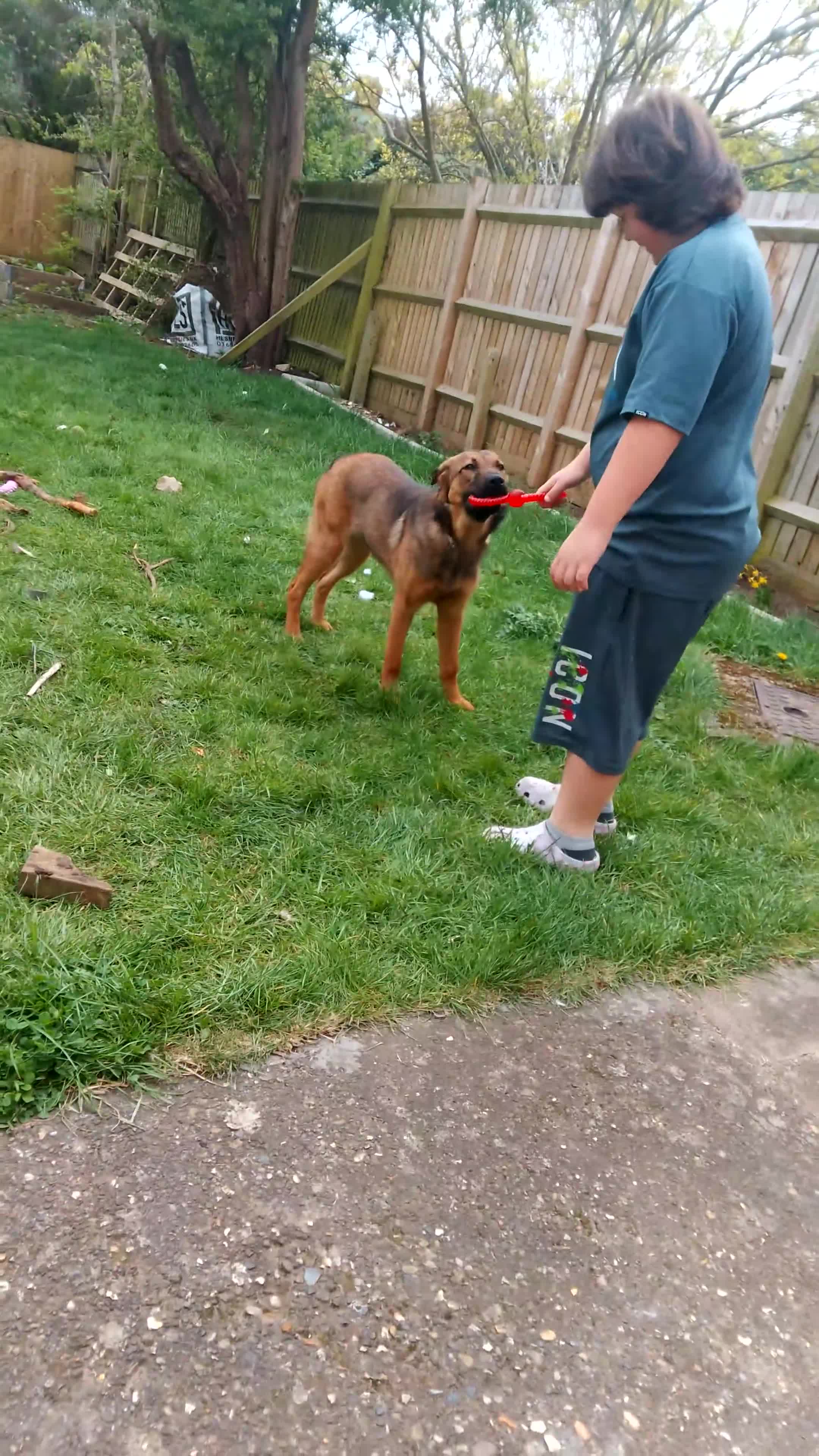 Belgian Shepherd Dog dogs for sale: 11 month old Belgium malinoisx  in Northampton - Video 3