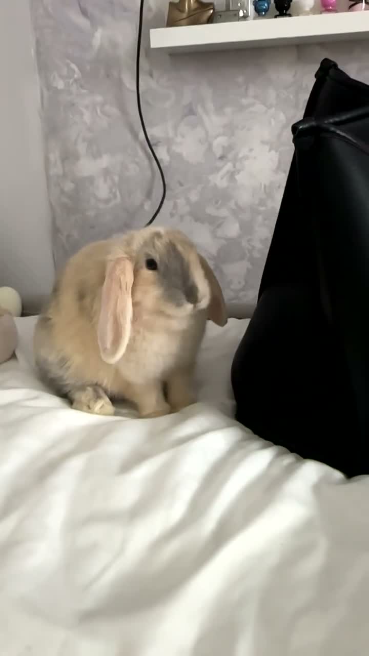 Mini Lop rabbits for sale: Mini Lop Bunny. in Burnley - Video 1