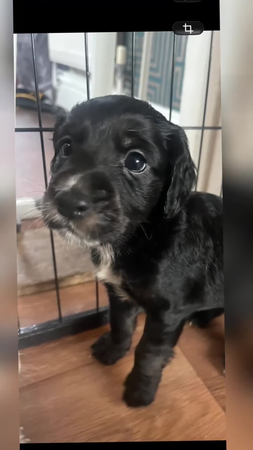 Cockapoo dogs for sale: Beautiful cocopoo puppies ready middle of may  - Video 2