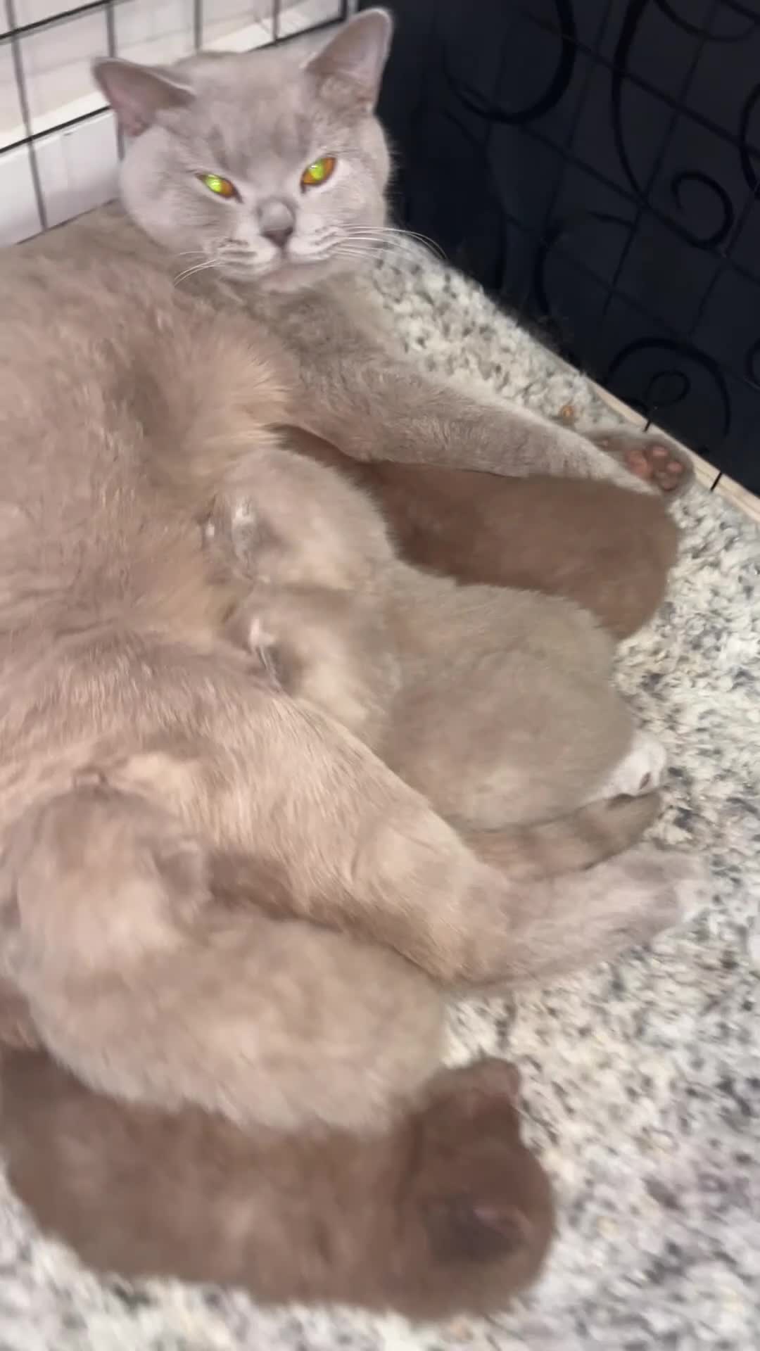 British Shorthair cats for sale: 🏆 Just 1 lilac boy left*** 🏆 - Video 1