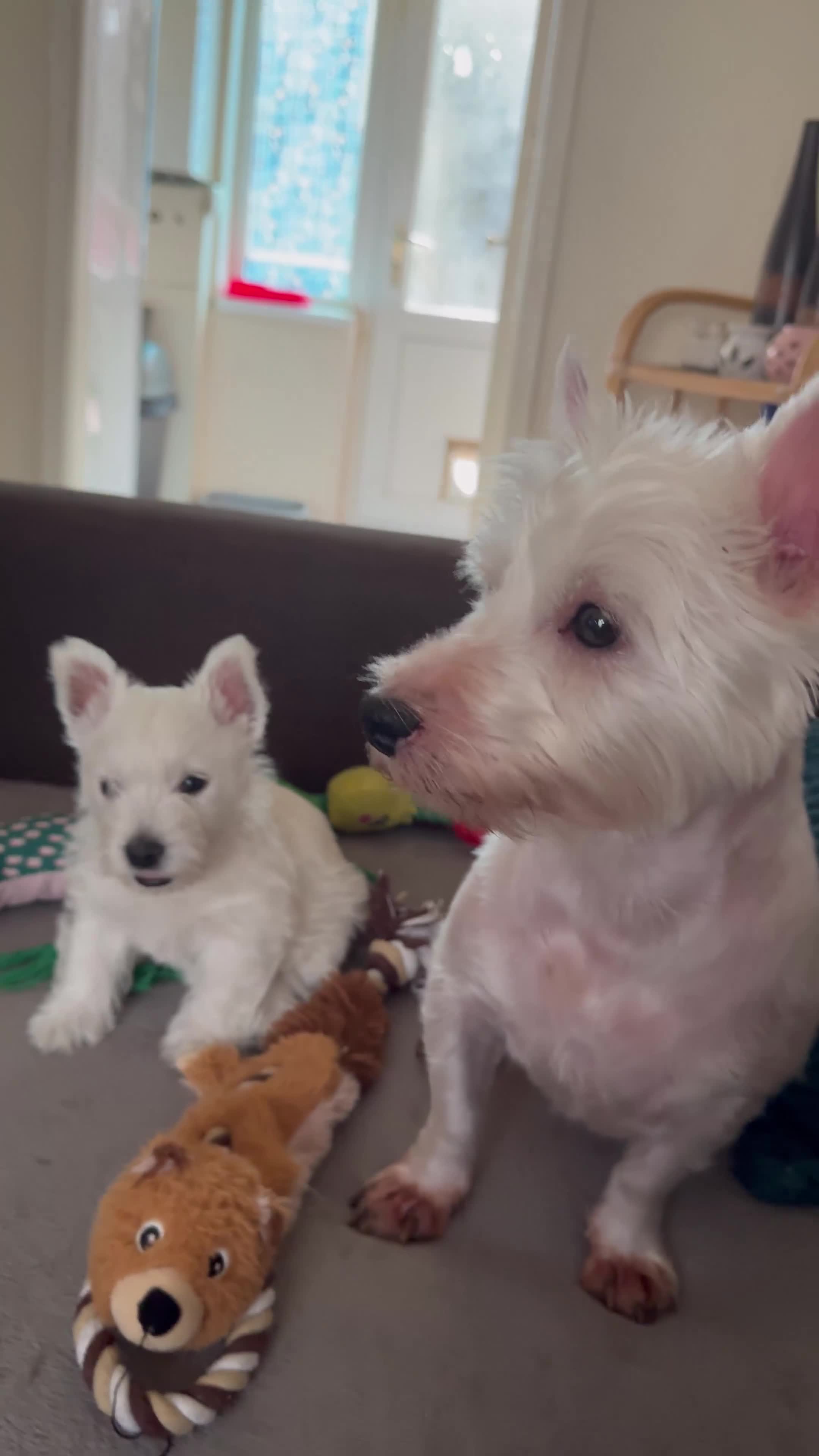 West Highland Terrier dogs for sale: ⭐️⭐️Piper Westie 🐩looking for new 🏡⭐️⭐️ in Bradford - Video 1