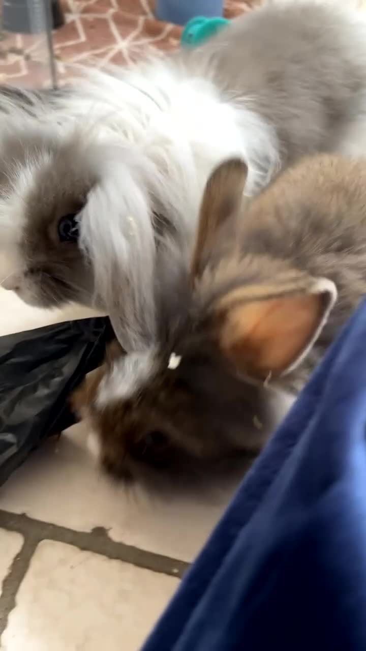 Mixed Breed rabbits for sale: Two rabbits and belongings (16 weeks) in Poole - Video 2