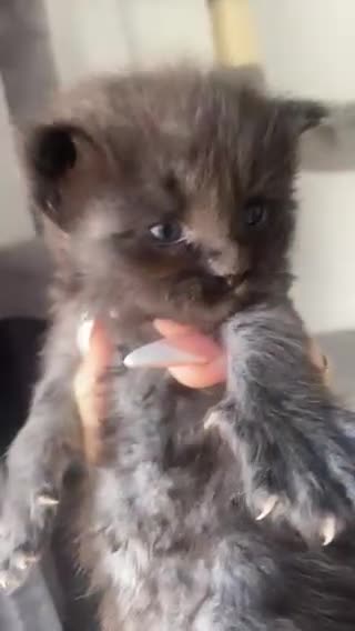 Maine Coon cats for sale: 2 MALE MAINE COON KITTENS FOR SALE  in Walsall - Video 2