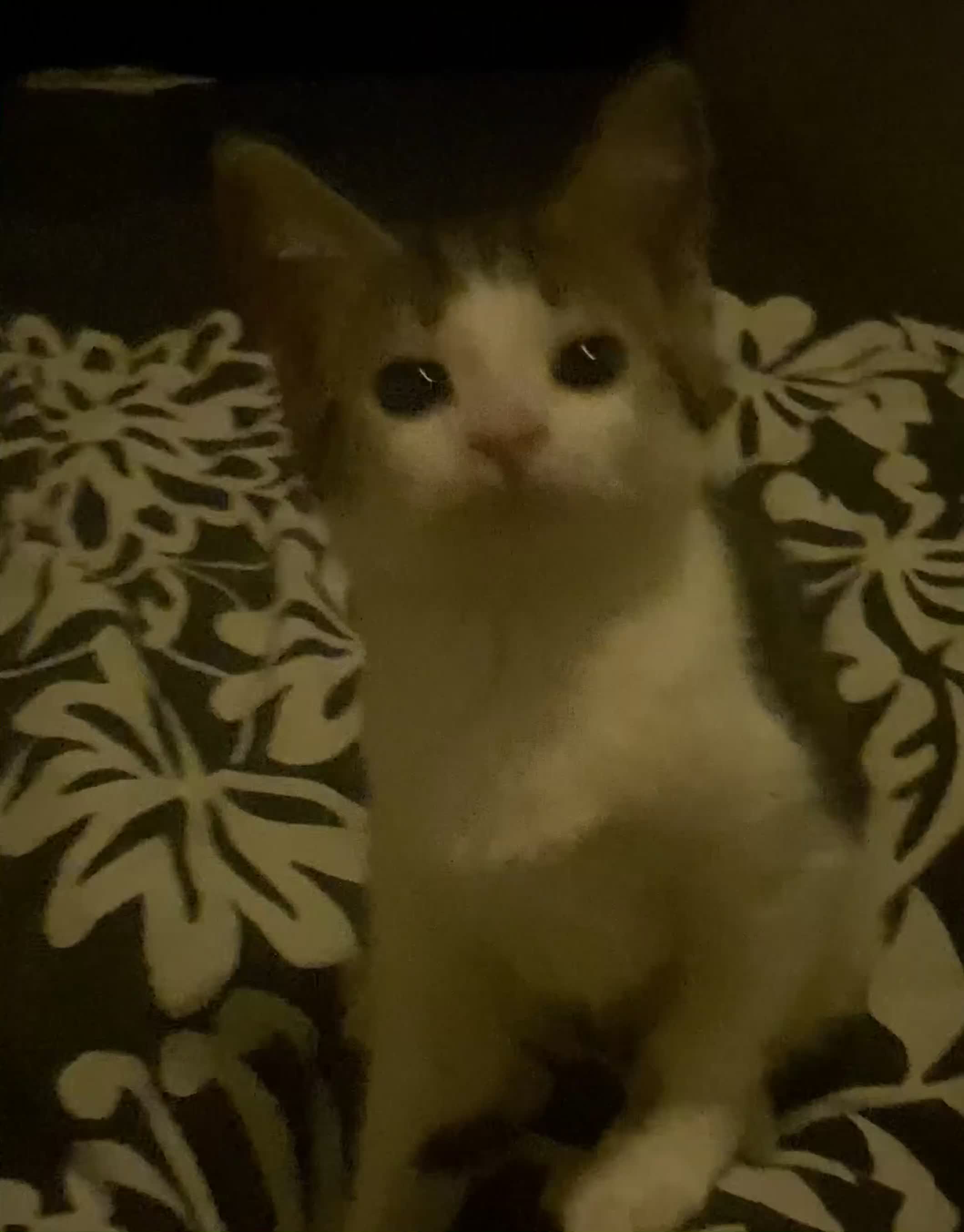 European cats for sale: 2 Adorable Kittens ready for their forever homes  - Video 1