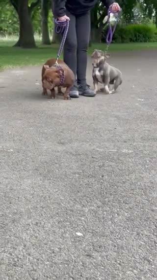 American Bully dogs for stud: 🔥🔥EARLY Xmas DEAL🔥🔥NANO MICRO BULLY🔥🔥 in Wakefield - Video 2
