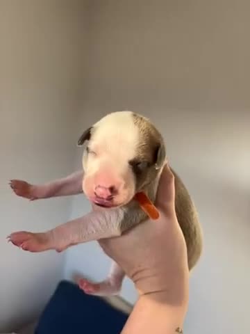 Whippet dogs for sale: 🌟 quality KC whippet pups 🌟 - Video 2