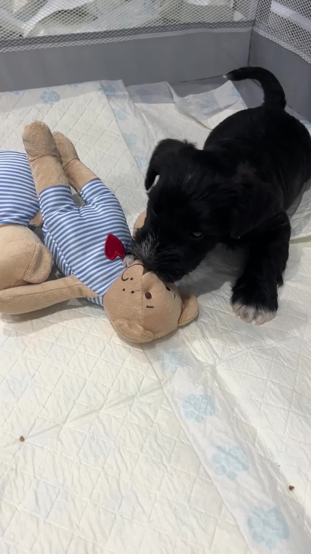Miniature Schnauzer dogs for sale: Stunning KC reg black miniature schnauzer puppies - Video 1