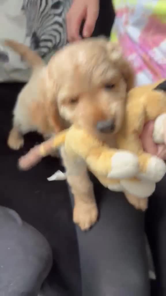 Cockapoo dogs for sale: Last 2 females for sale - Video 2