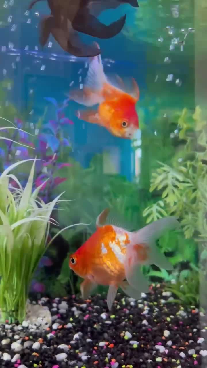 Fancy Goldfish fish for sale: 3 Fantail Goldfish FREE to a good home in Stafford - Video 1