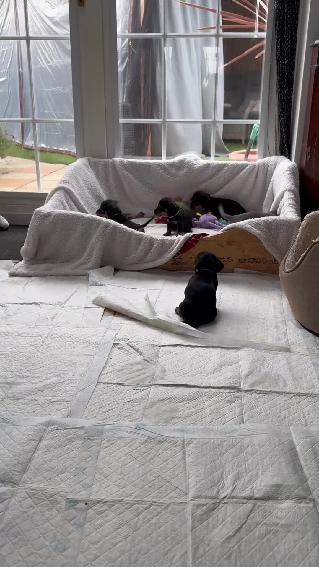 Miniature Dachshund dogs for sale: Miniature dachshund puppies - Video 2