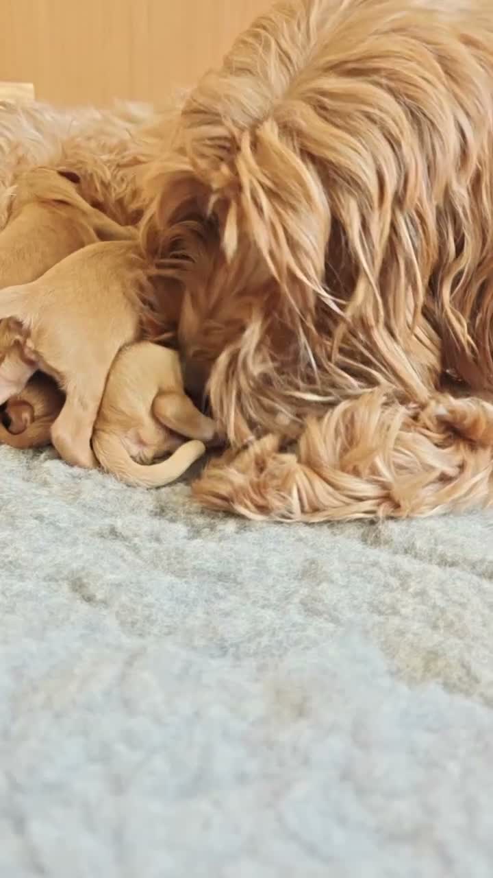 Australian Labradoodle dogs for sale: Multigen Aus Labradoodle Puppies Born 16 October - Video 1