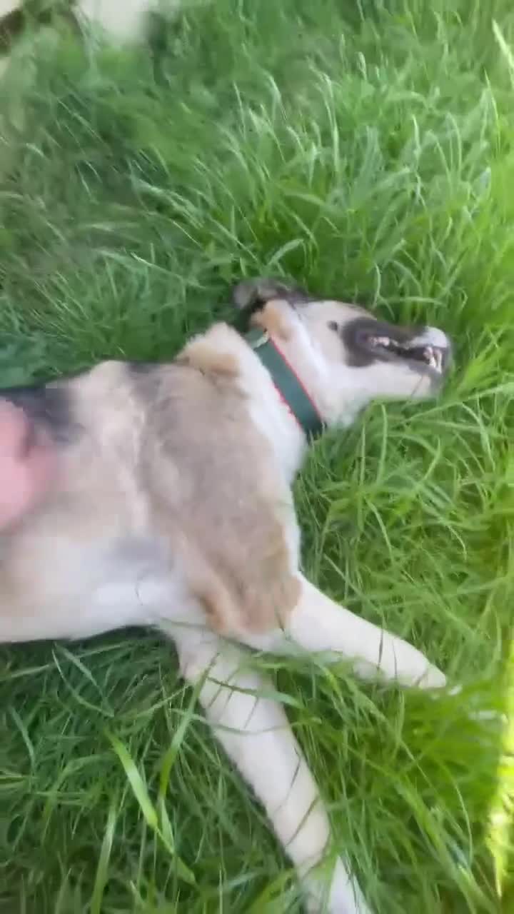 Mixed Breed dogs for adoption: ❤️ BLANCA - BIG HEART ❤️ BIGGER LOVE ❤️  - Video 2