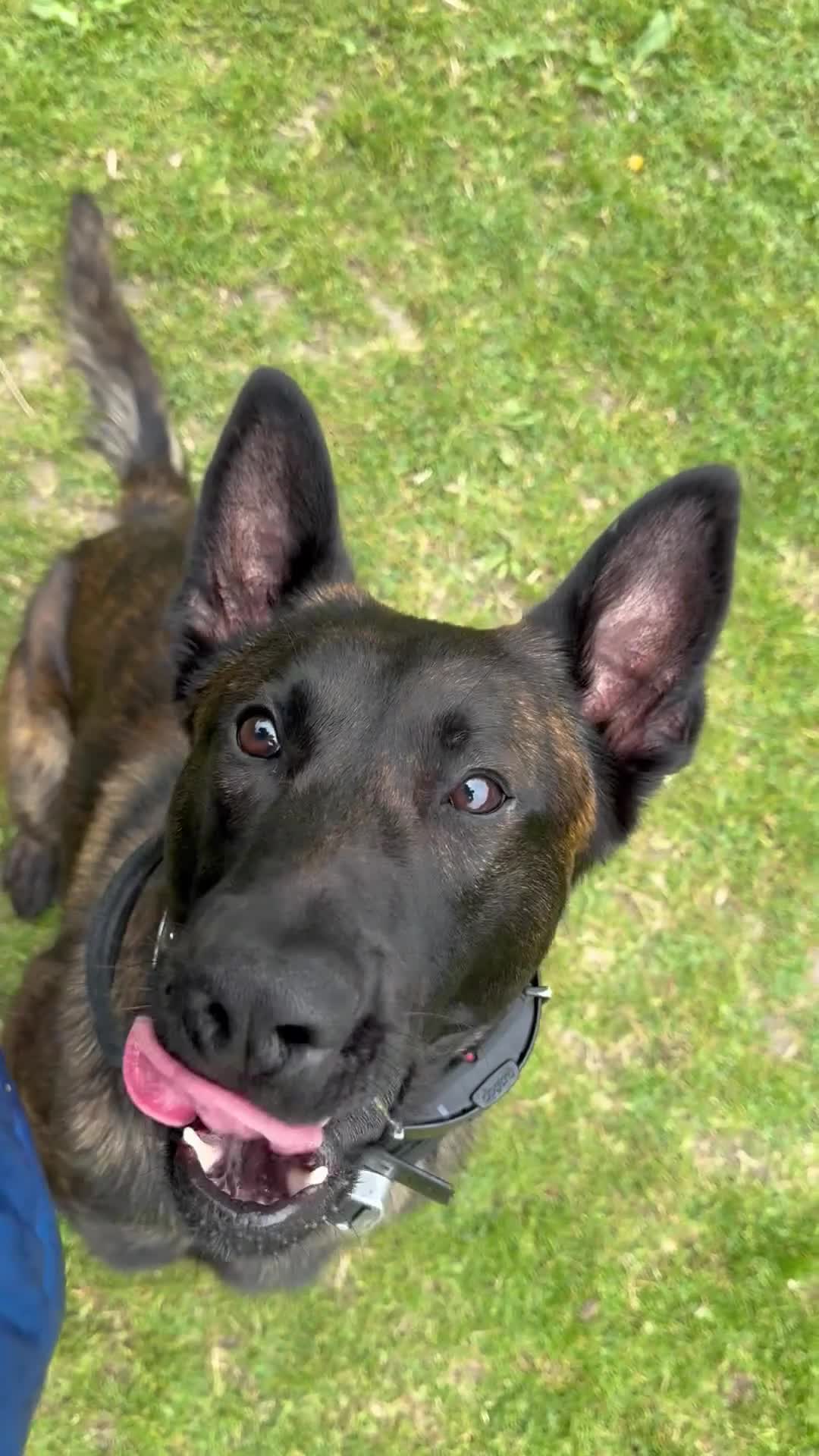 Belgian Shepherd Dog dogs for sale: Dutch shepherd x Belgium malli Protection dog  - Video 3