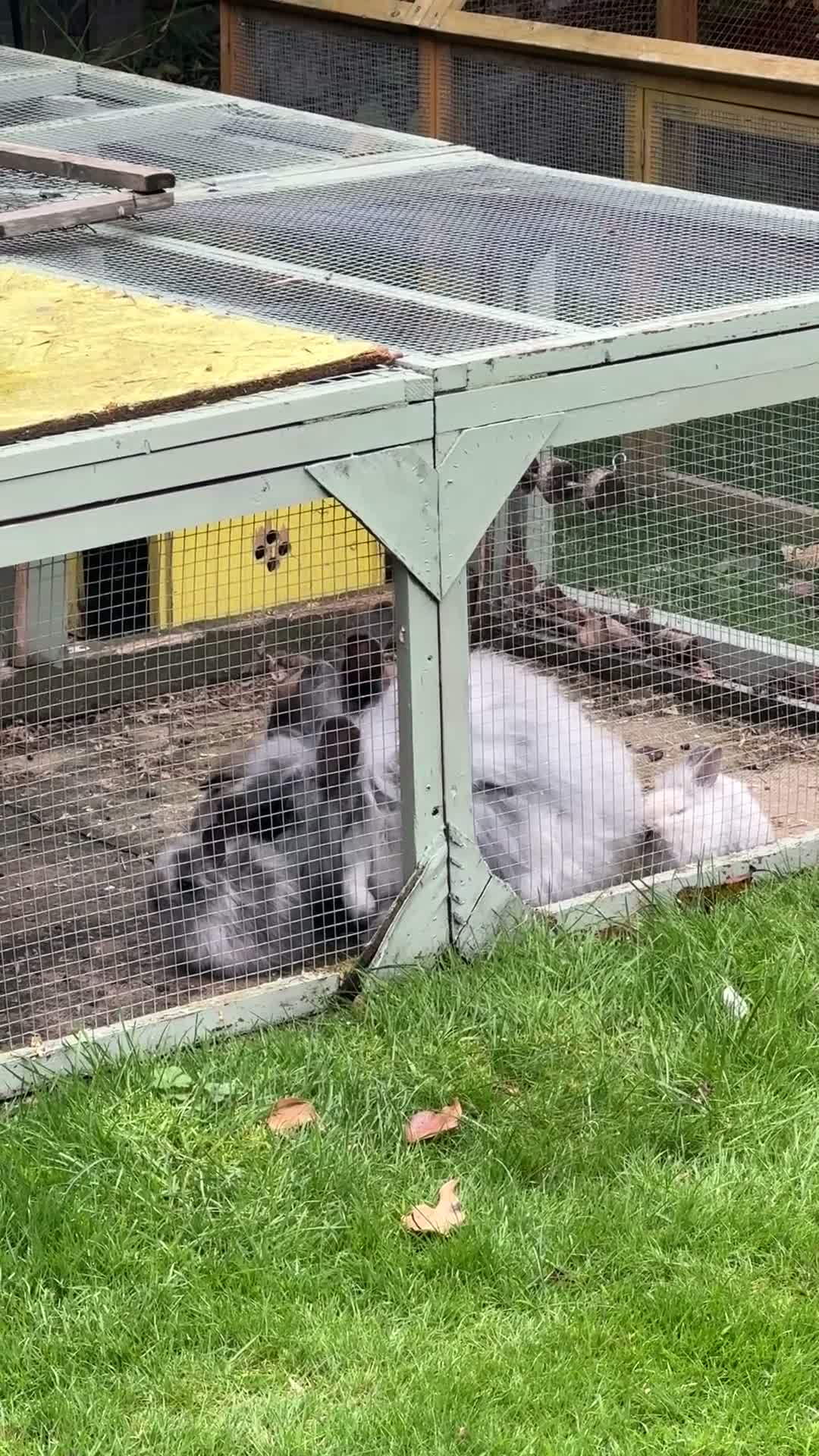 Mini Lion Lop rabbits for sale: Mini lion lops! now ready!!!! £25 each - Video 2