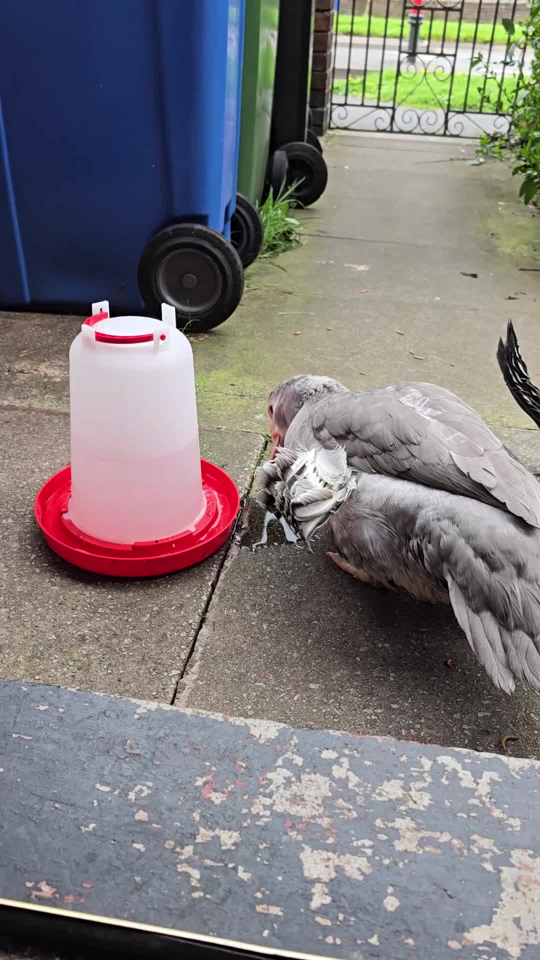 Ducks poultry for sale: Male & female muscovies  - Video 1