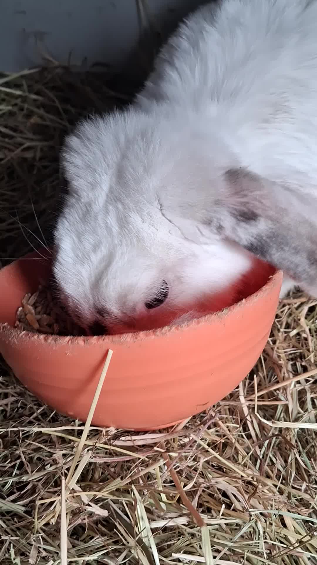 Mini Lop rabbits for sale: Mini lop kits rabbits  - Video 1