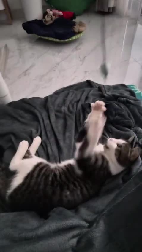 Mixed Breed cats for adoption: FREDERICK & RUPERT HEALTHY NEUTERED MICROCHIPPED  - Video 4