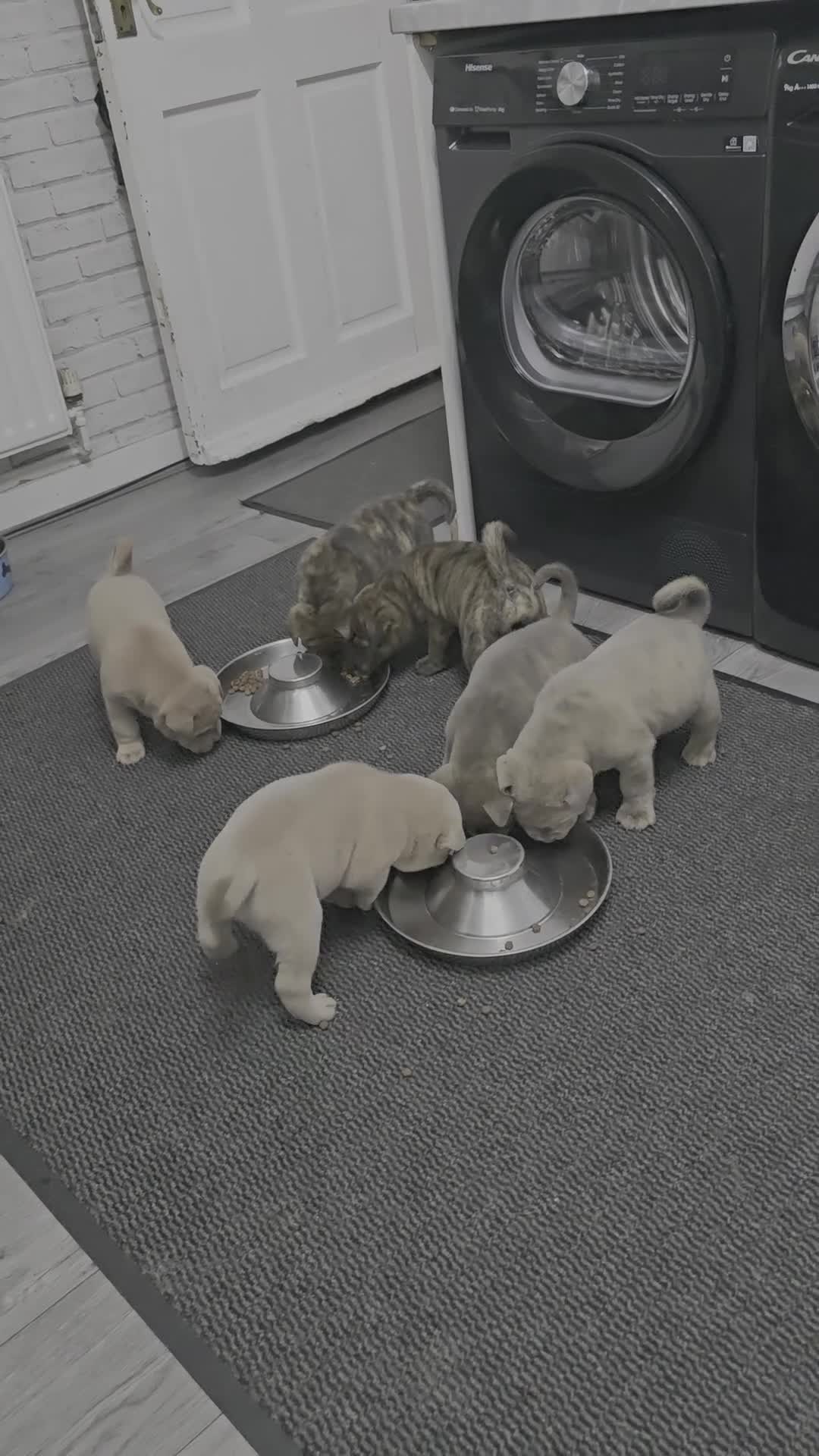 Mixed Breed dogs for sale: Chaffy babies - Video 1