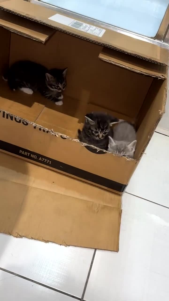 Mixed Breed cats for sale: Silver British short hair  - Video 1