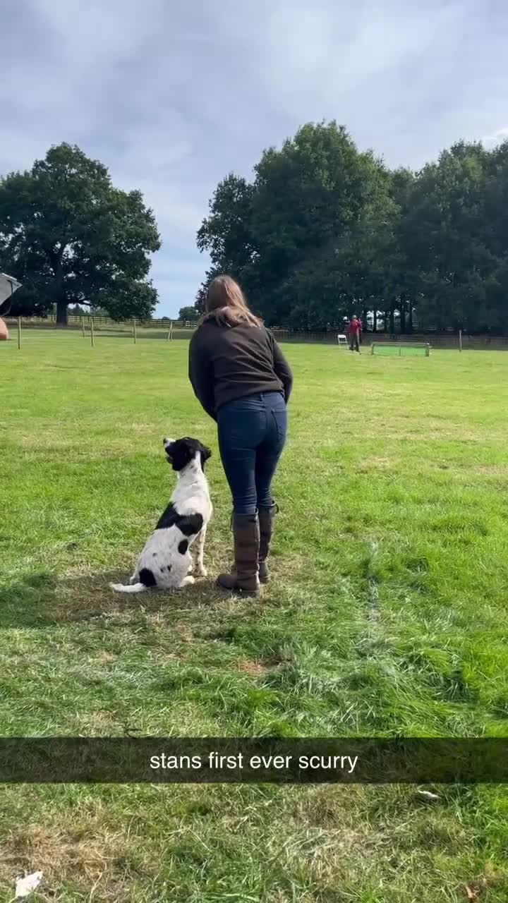 English Springer Spaniel dogs for stud: Beautiful big ESS for stud - Video 1