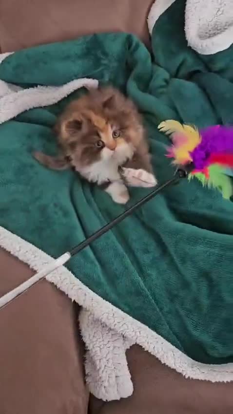 Persian cats for sale: Rare Brown Calico Persian Kitten - Video 1