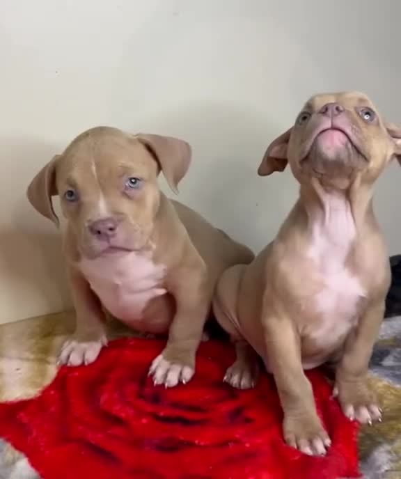 American Bully dogs for sale: Quality pocket bullies last few remaining❤️ - Video 1