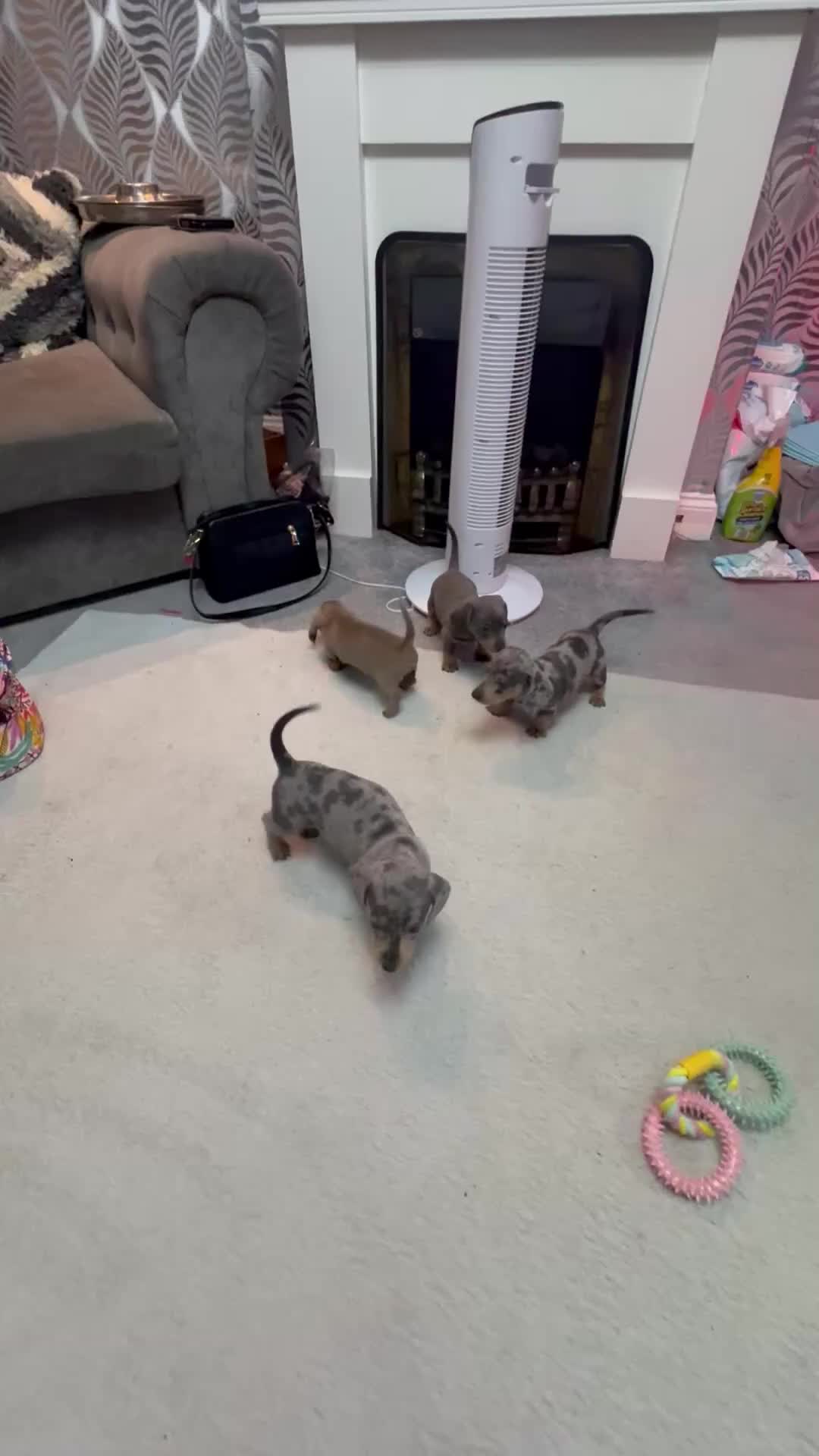 Miniature Dachshund dogs for sale: READY NOW  - Video 3