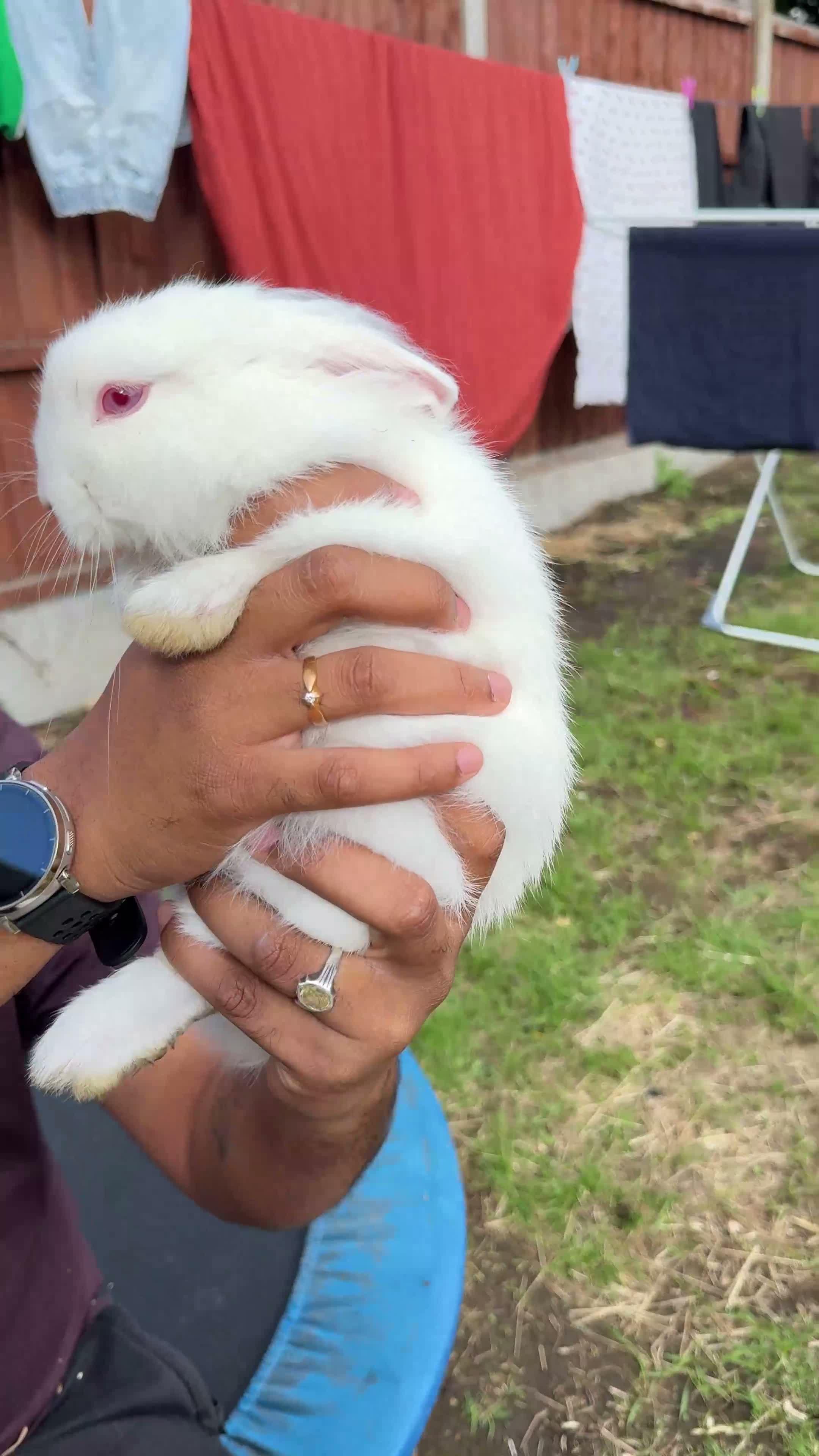 Mixed Breed rabbits for sale: 4 Baby Bunnies Seeking Loving Homes - Video 1