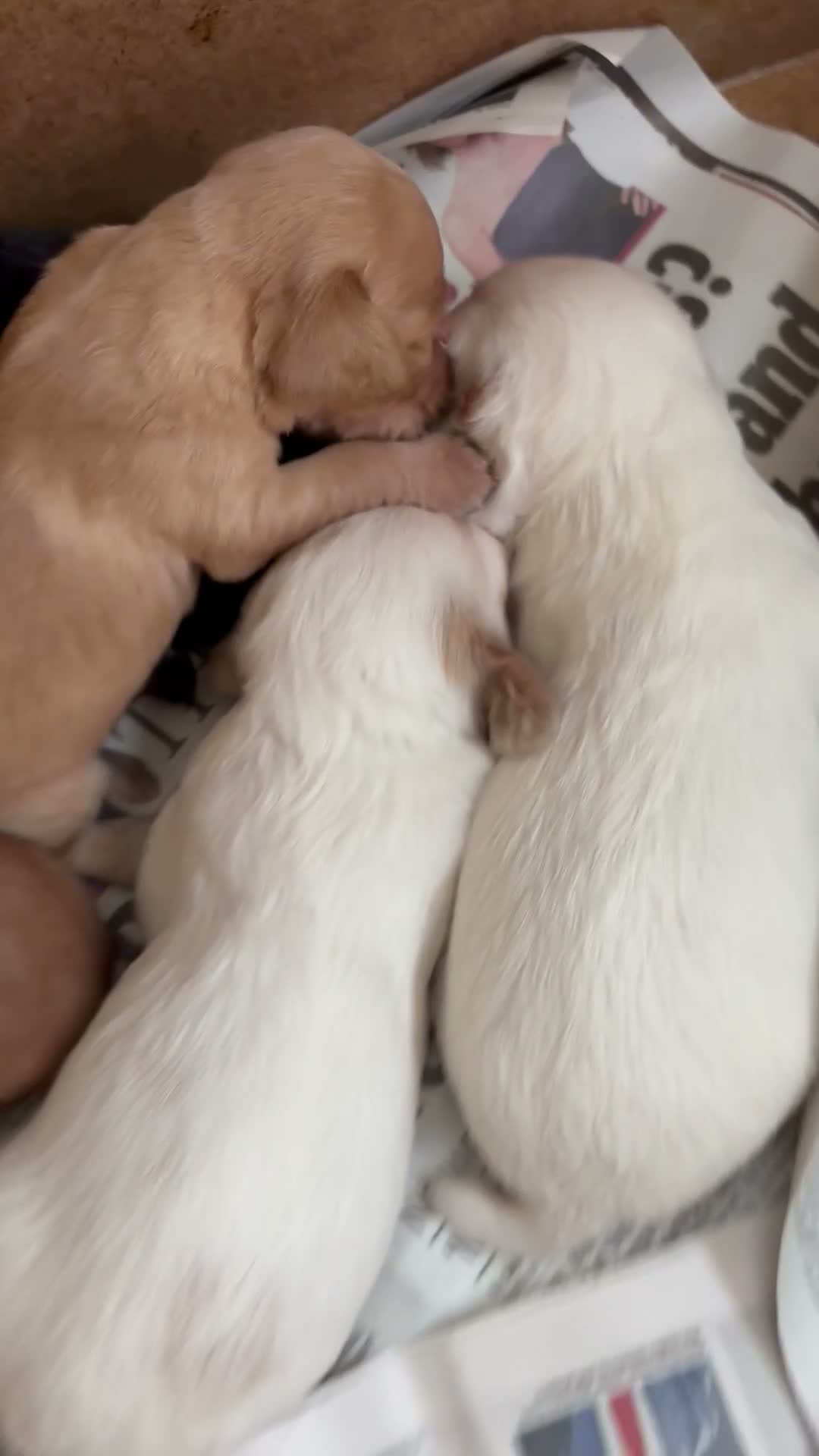 Cocker Spaniel dogs for sale: Working cocker spaniel  in Dorchester - Video 1