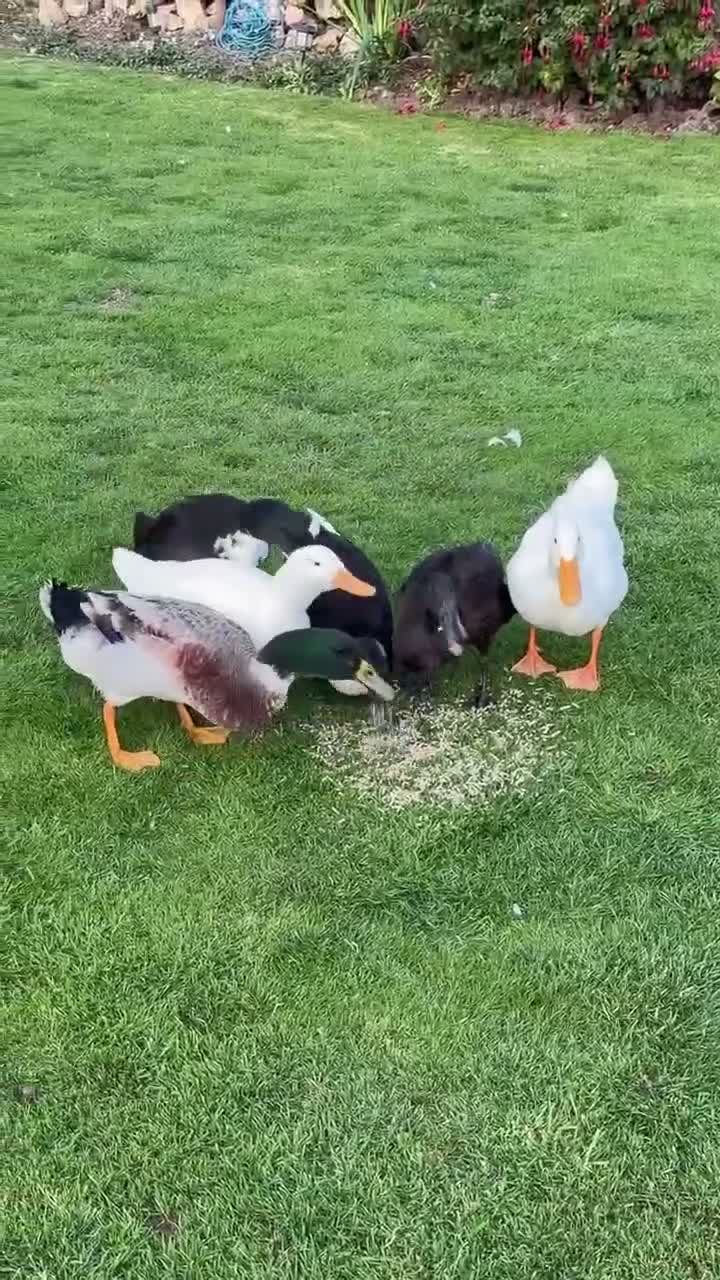 Ducks poultry for sale: Free 5 variety of walking ducks 🦆  - Video 1