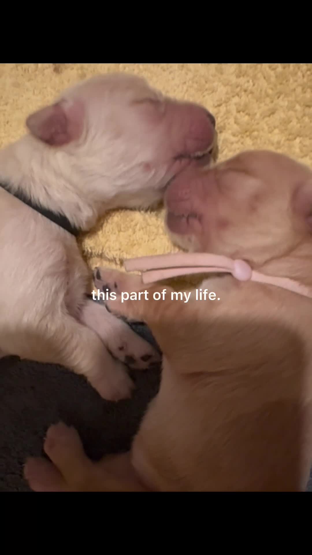 Golden Retriever dogs for sale: Golden Retriever puppies - Video 3