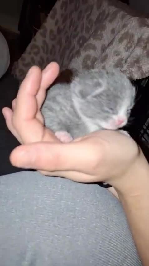 Russian Blue cats for sale: Beautiful Mixed Russian blue kittens  - Video 1